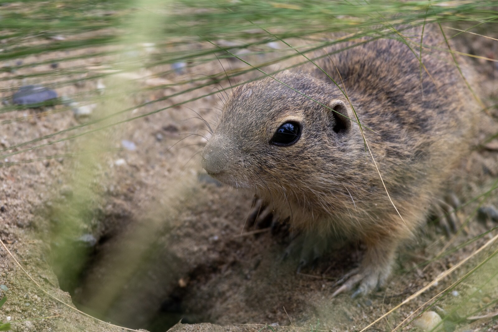 Canon EOS R7 Tierfotografie ohne Nierenverkauf Galaxus
